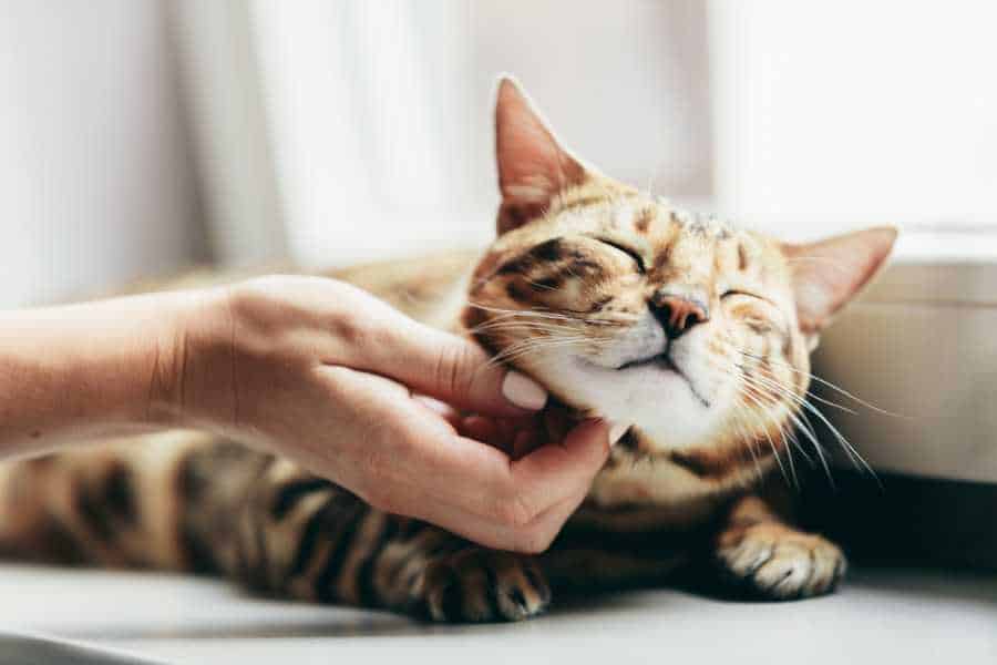cat rubbing face on hand