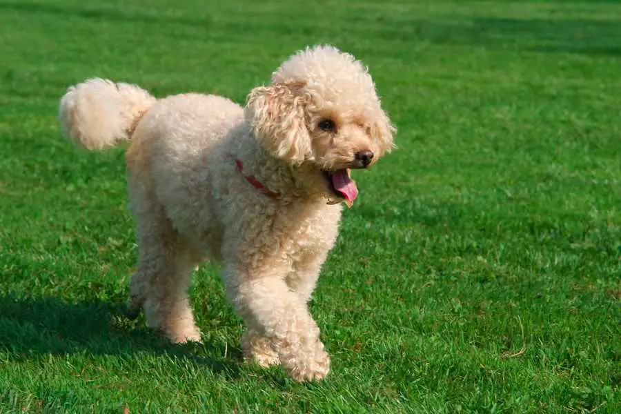 triggers for aggresive behavior in poodles