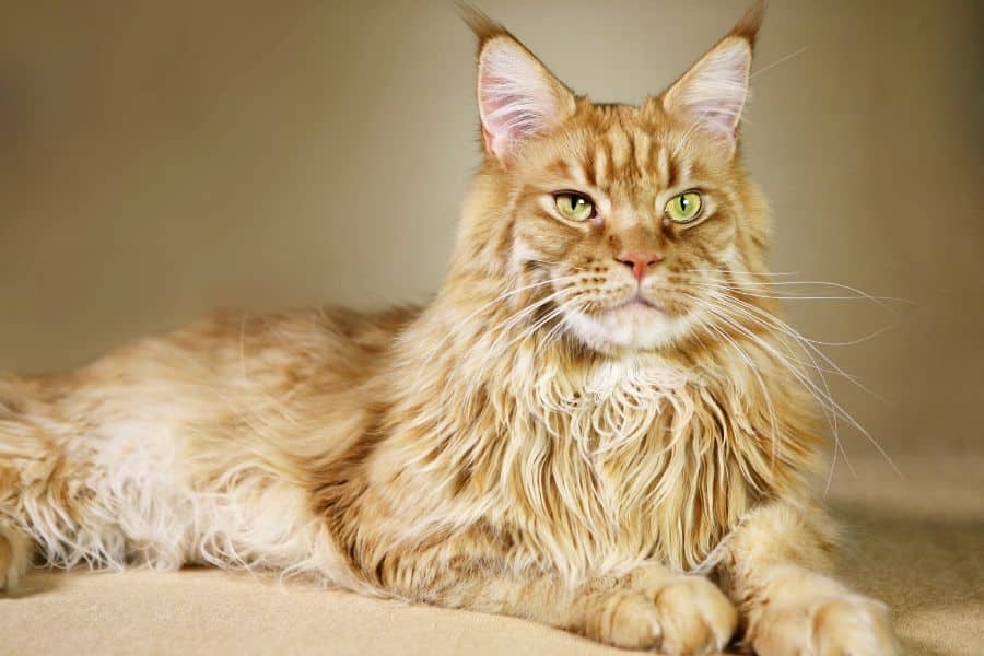 are maine coon cats hypoallergenic