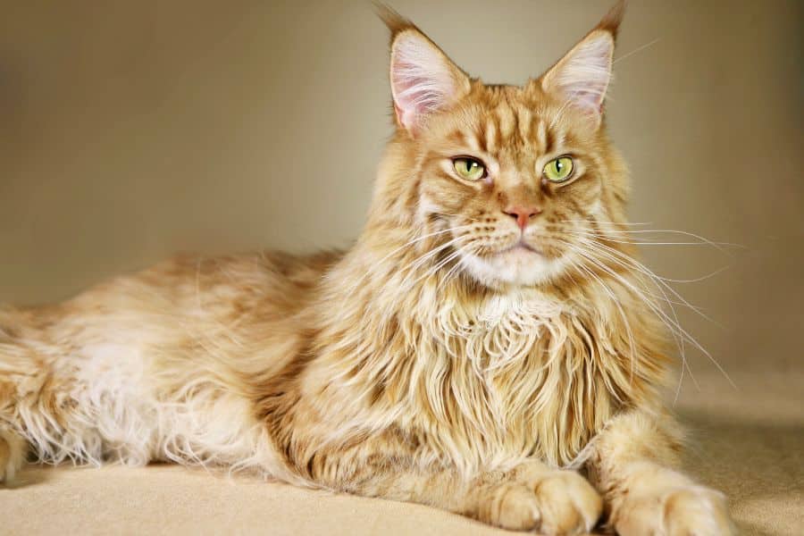 are maine coon cats hypoallergenic