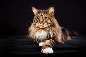 Are maine coon cats hypoallergenic