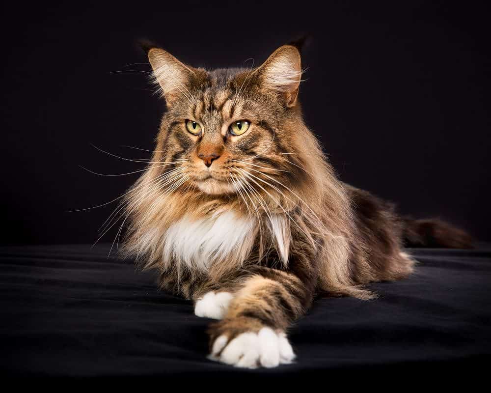 Are maine coon cats hypoallergenic