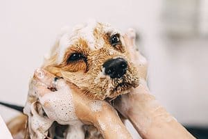 the best dog shampoo for itchy skin