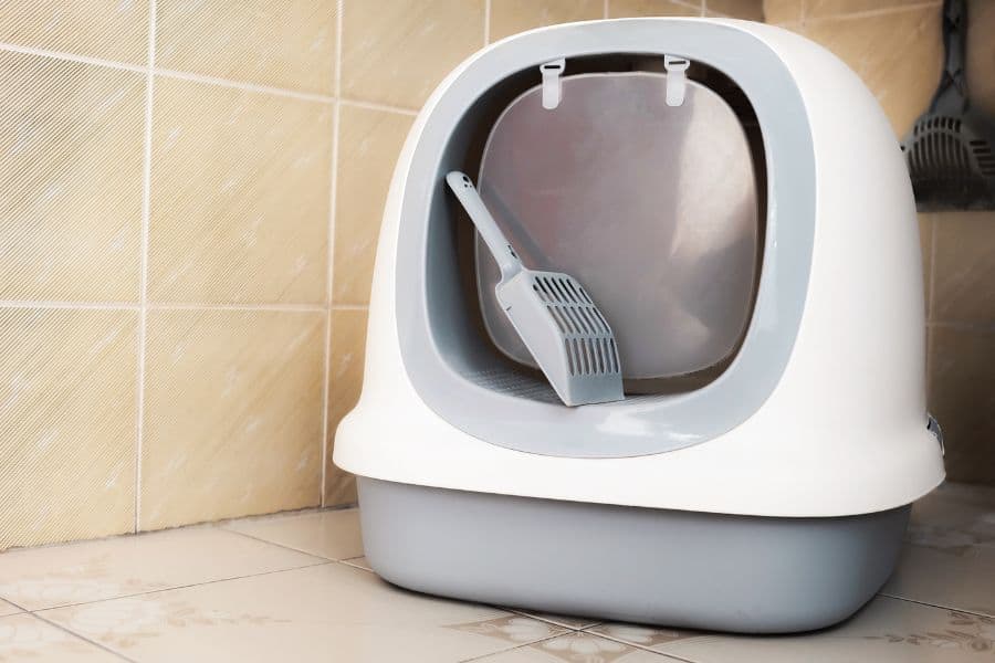 best litter box for maine coon cats