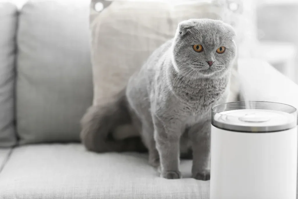 cat looks at humidifier