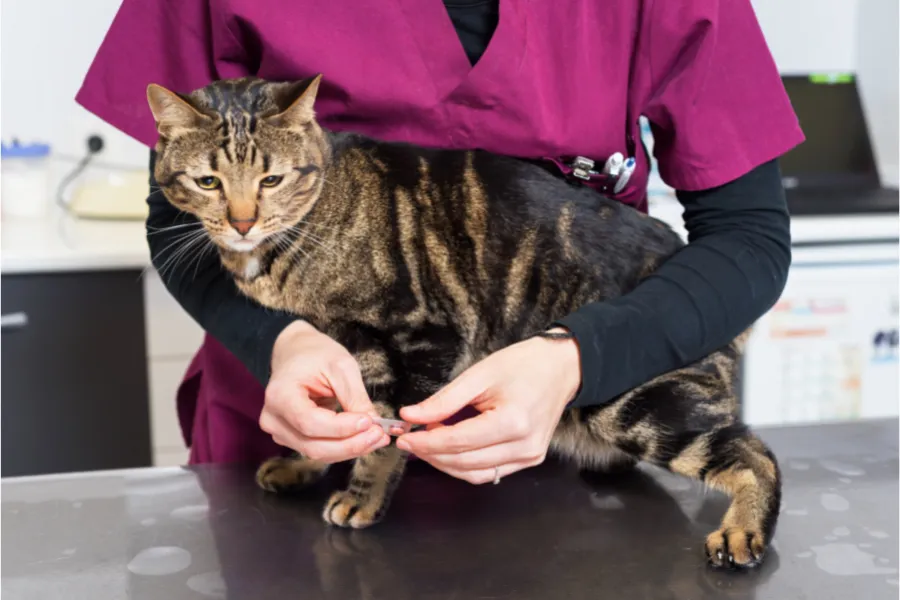 deworming a cat