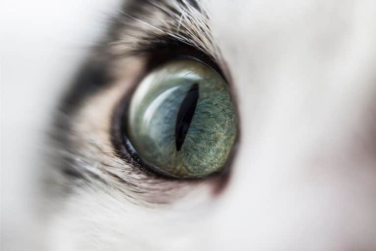 Do Cats Have Eyelashes? The Ultimate Guide For Cats Owners