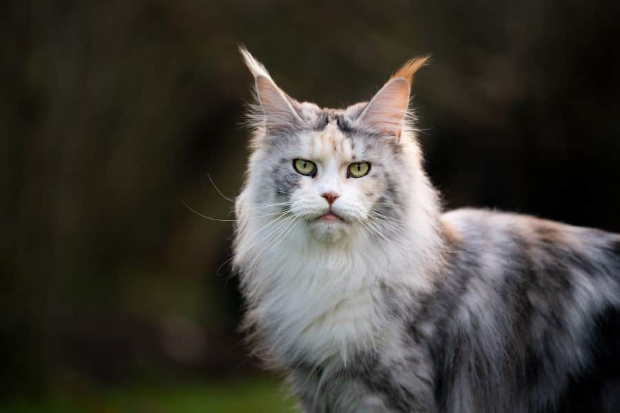 do maine coon cats shed a lot
