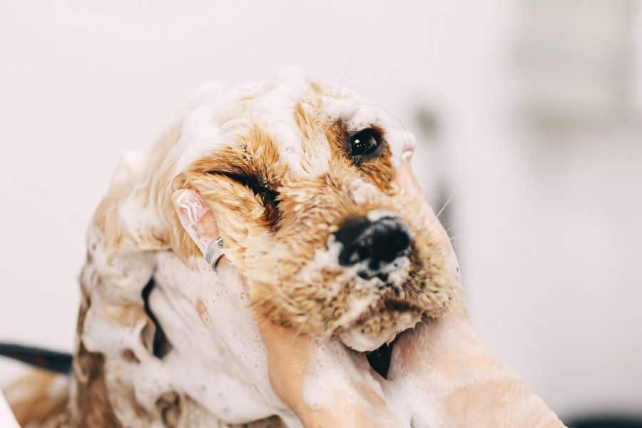 dog shampoos help in the case of itching
