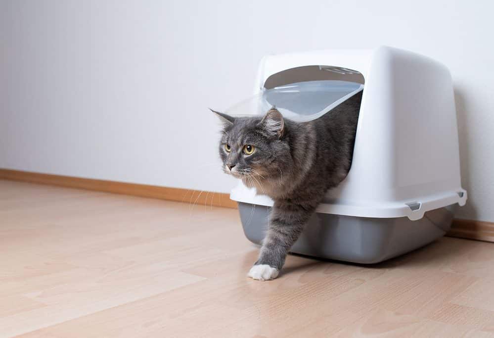 litter box for maine coon