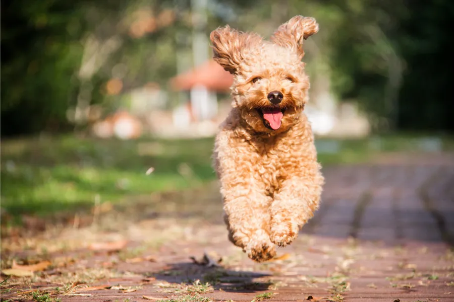 poodle is running