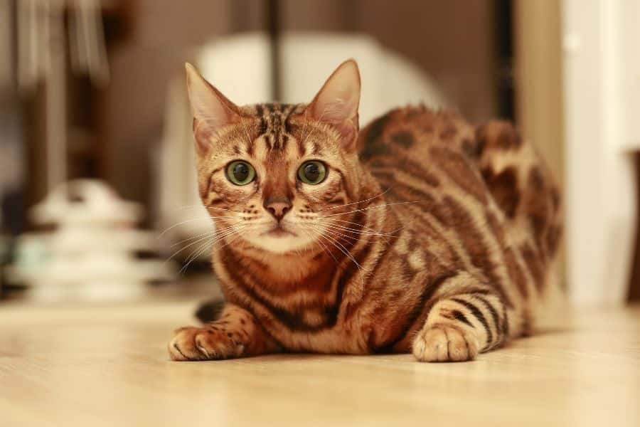 proteins for bengal cats