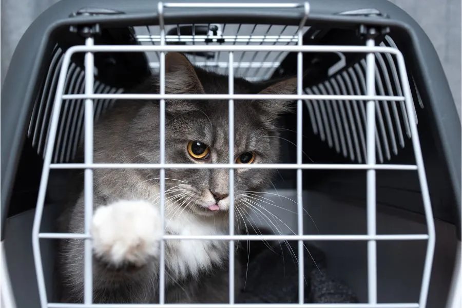 transport a limping cat