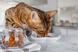 what do bengal cats eat