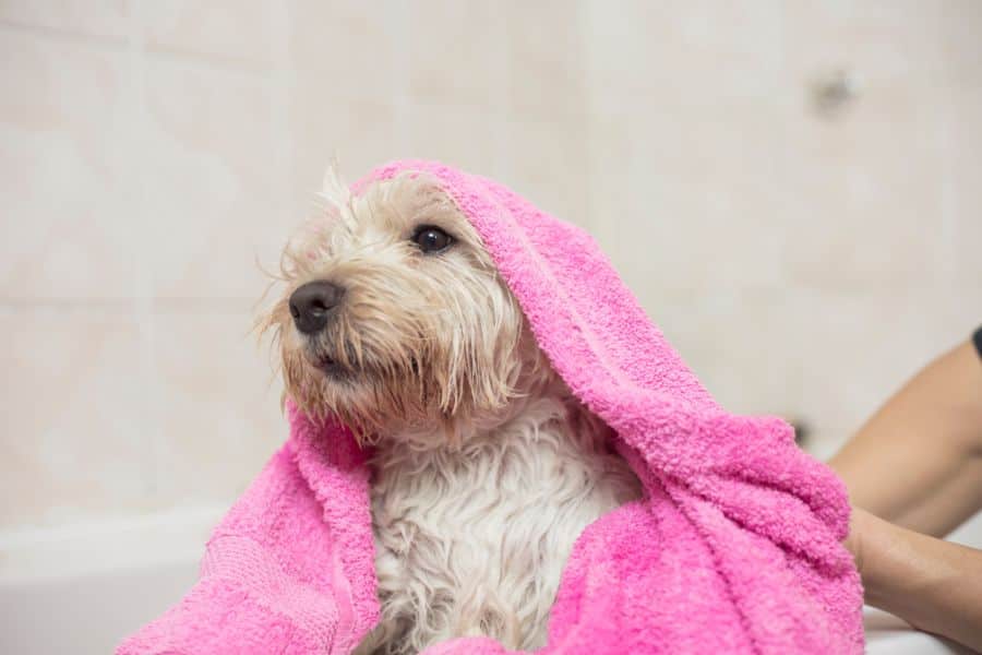 why shouldnt you use human shampoo on dogs