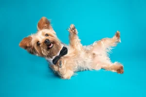 are yorkie dogs hypoallergenic