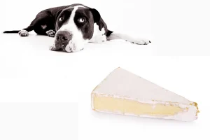 can dogs eat brie cheese