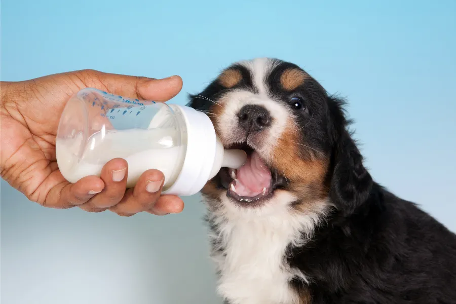 dog drinks oat milk