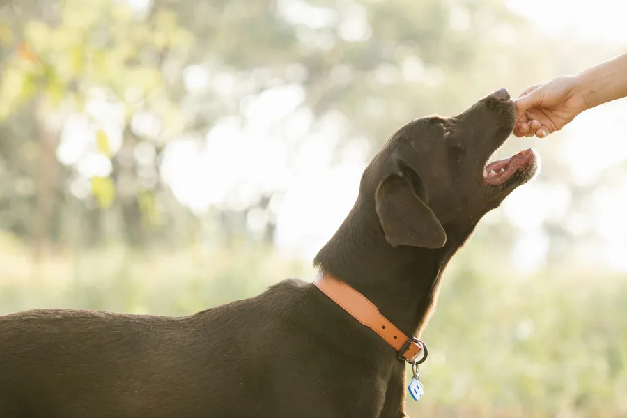 dog eats treats