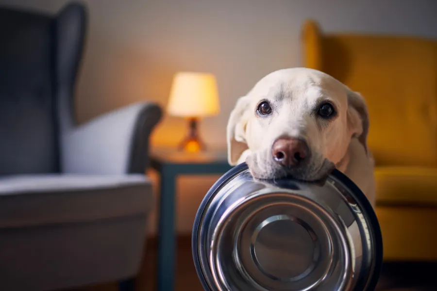 dog is waiting for food