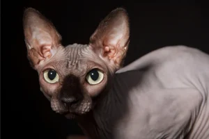 how much are sphynx cats