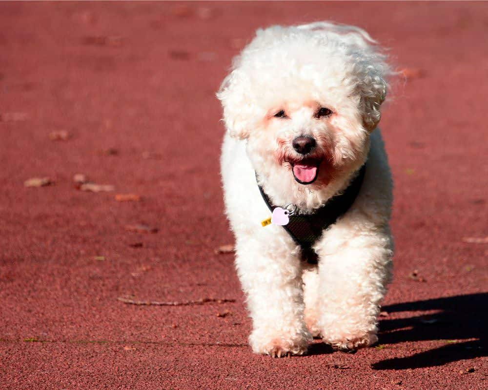Poodle Service Dog The Intelligent And Skilled Dog Breed
