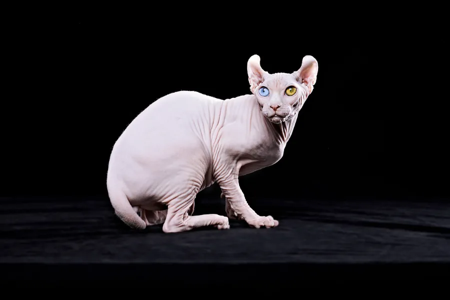 sphynx cat with two different color eyes