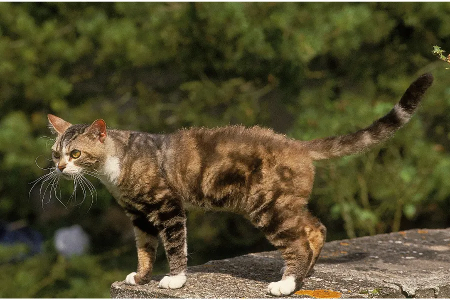 the american wirehair