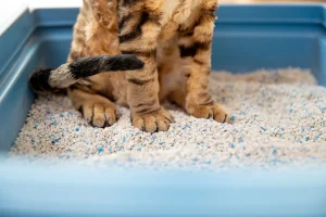 best cat litter for cats with allergies