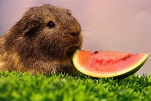 Guinea pigs eat watermelon