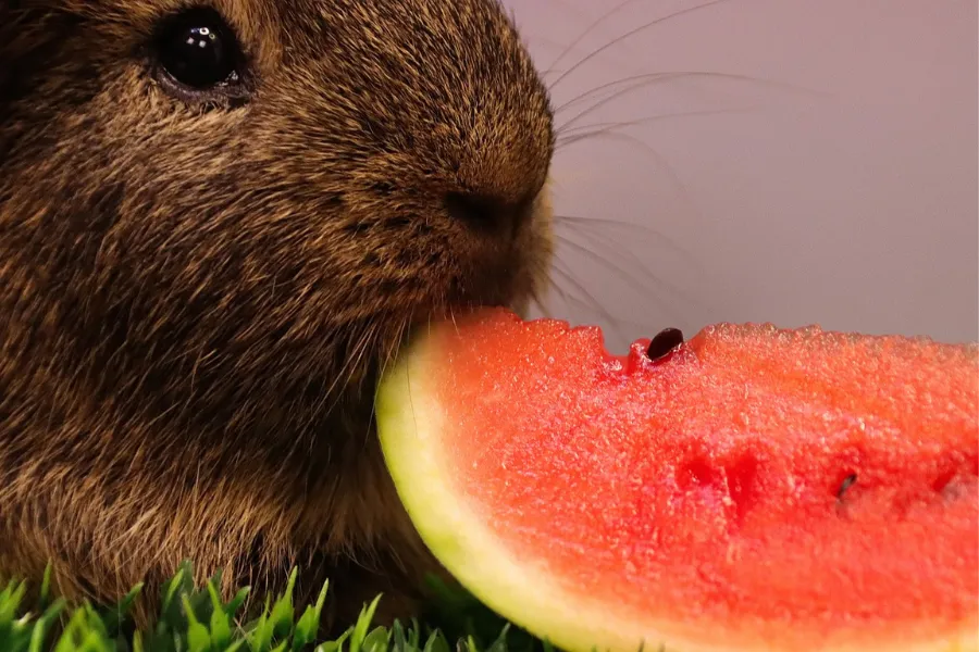 guinea pig eats watermelon