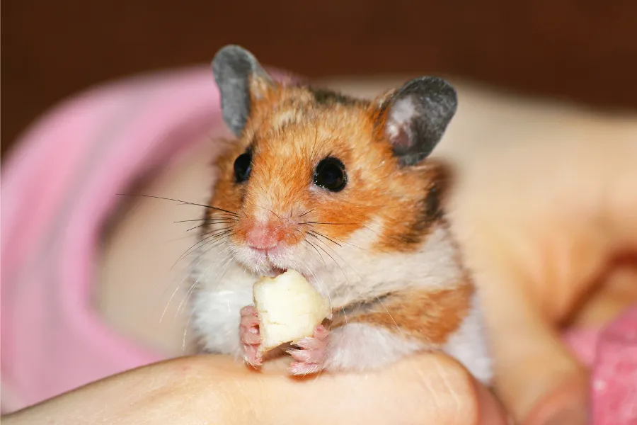 hamster eats apple piece