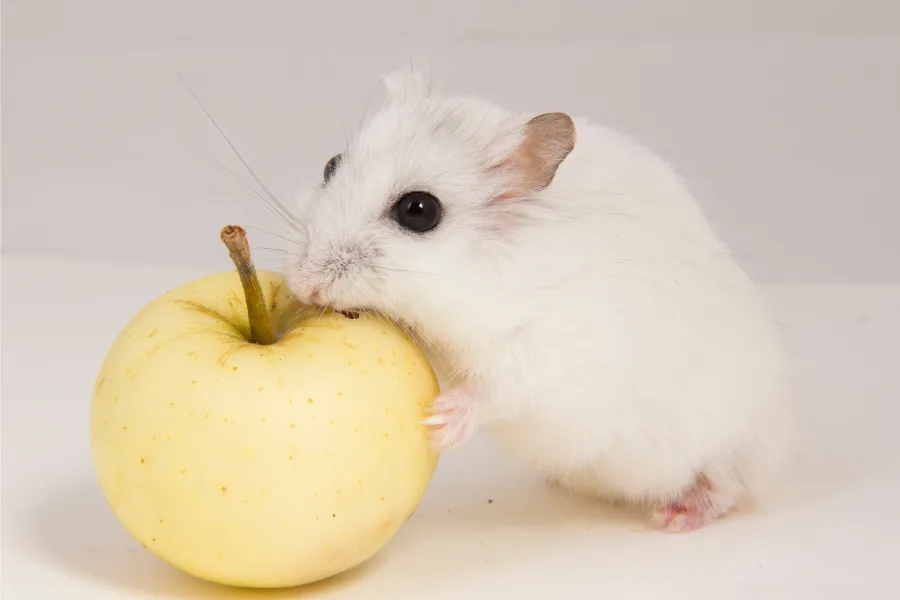 hamster is eating apple