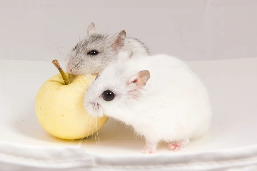 hamsters are eating apple