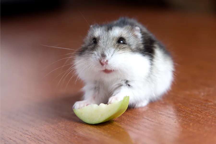 hamsters eat apple