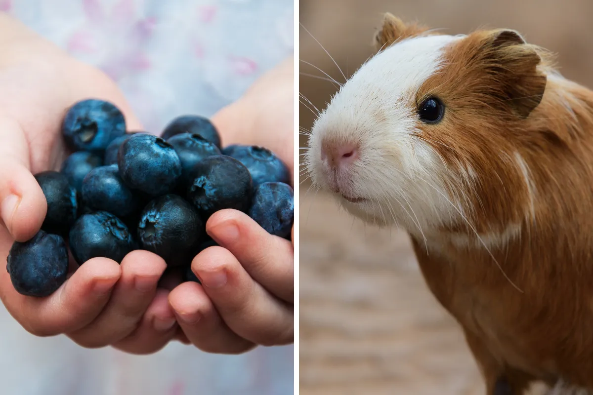 The Sweet Truth Can Guinea Pigs Eat Blueberries?
