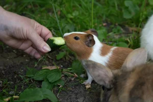 can guinea pigs eat cucumber