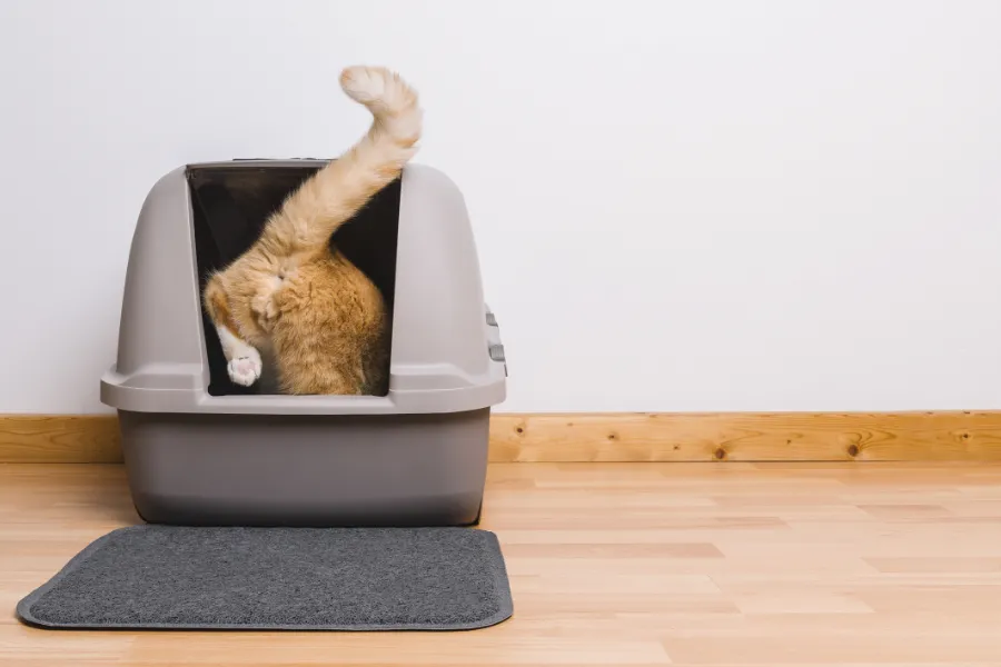 common litter box problems in cats