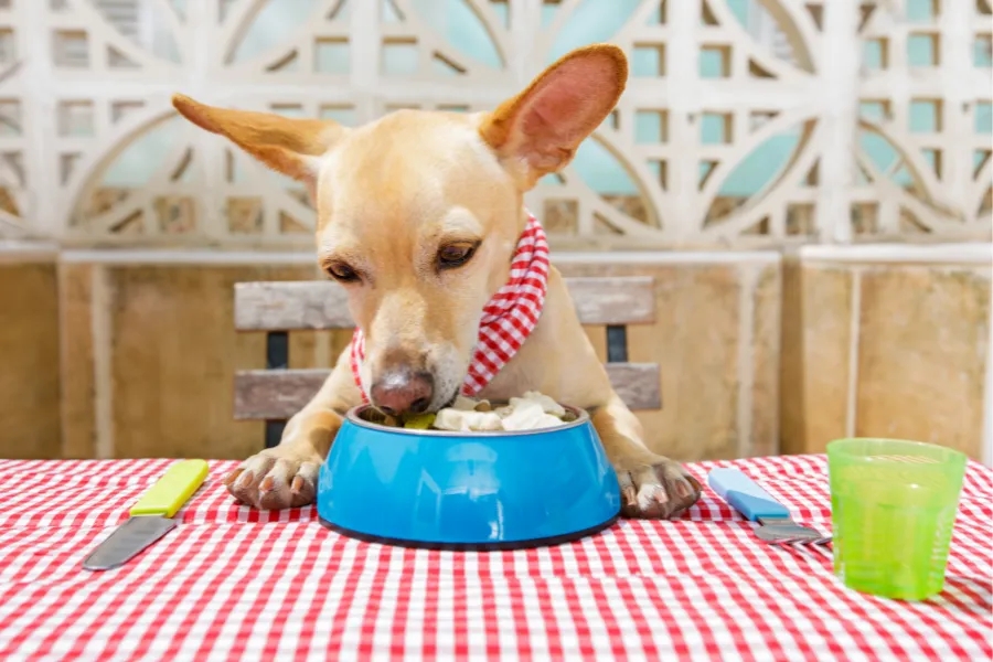 dog eats rice pudding