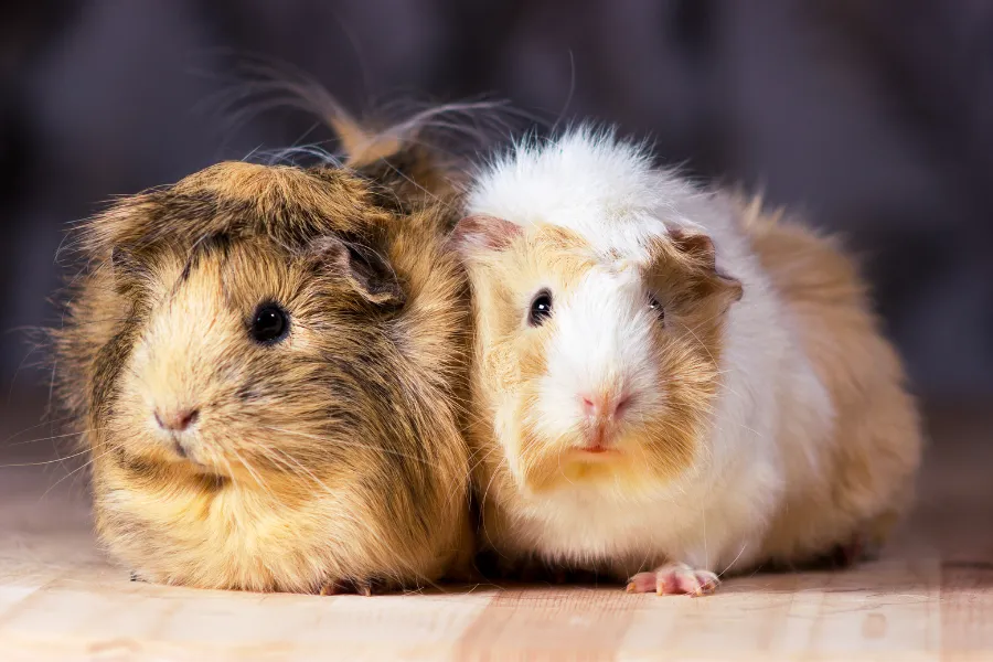 feeding blueberries to guinea pigs