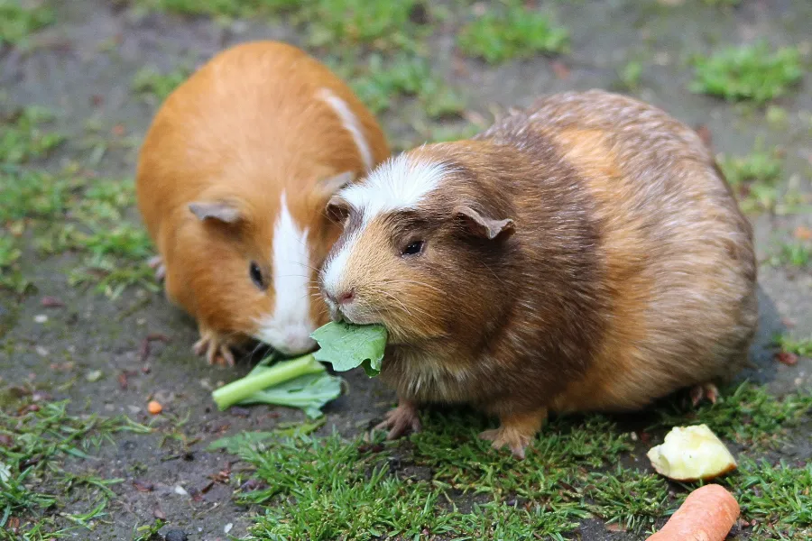 fruits and vegetables that are safe for guinea pigs