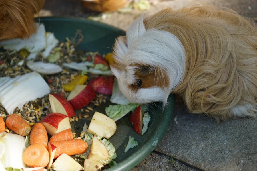 guinea pig eats