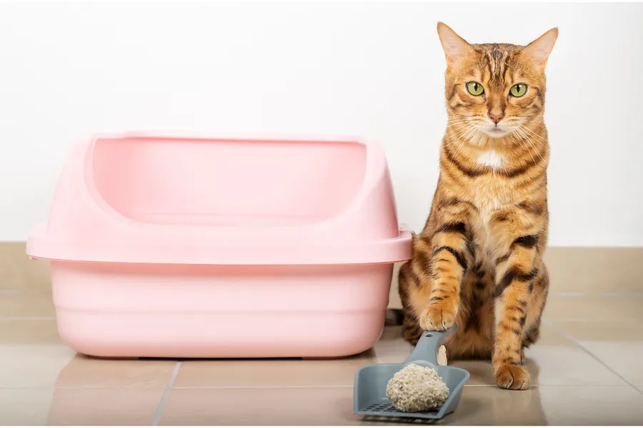 urinating outside the litter box