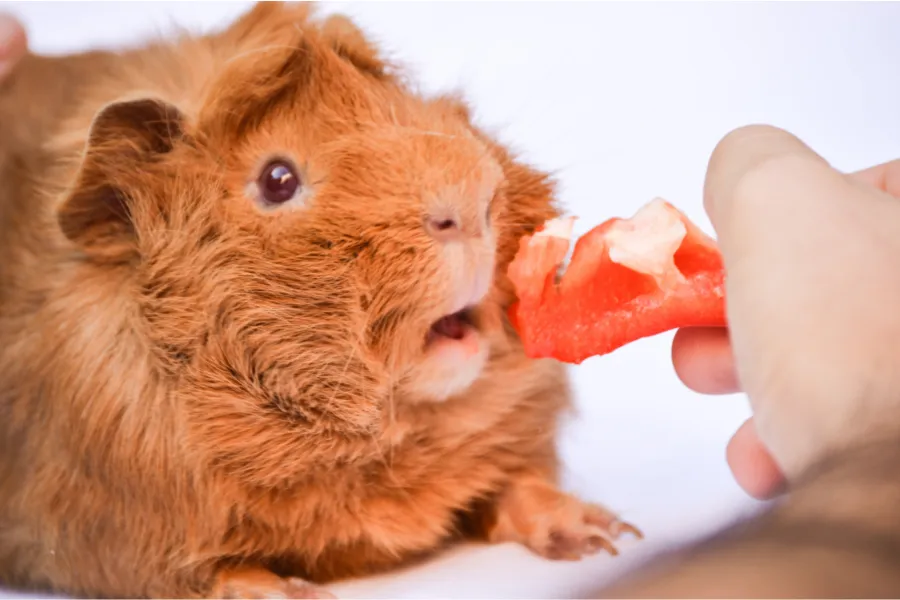 what foods are safe for guinea pigs
