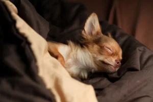 why do chihuahuas sleep so much