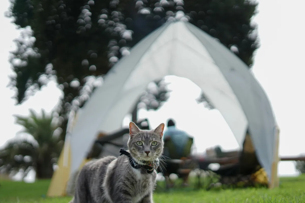Camping with cats
