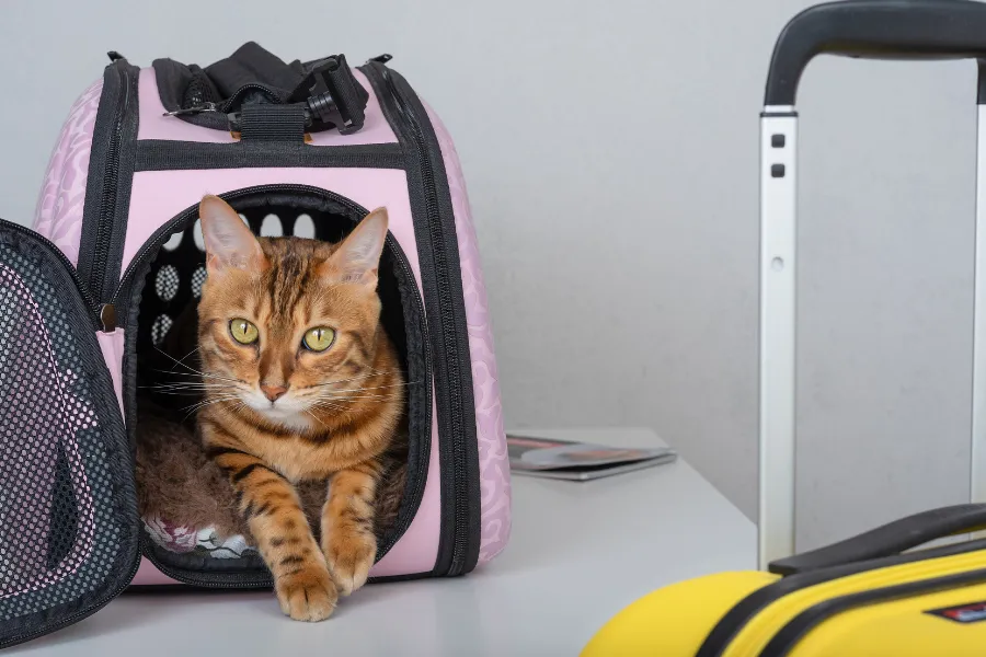 cat in the carrier