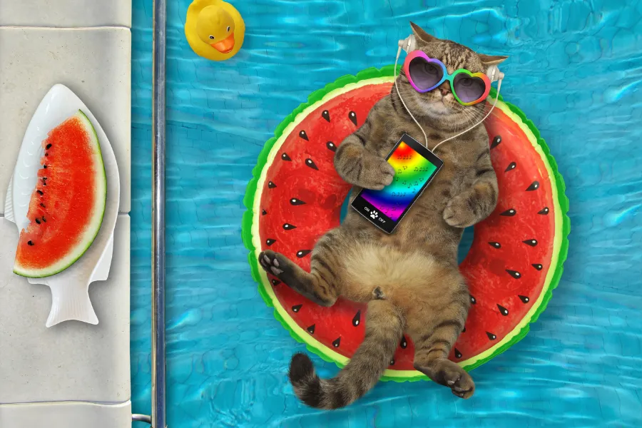 cat is relaxing