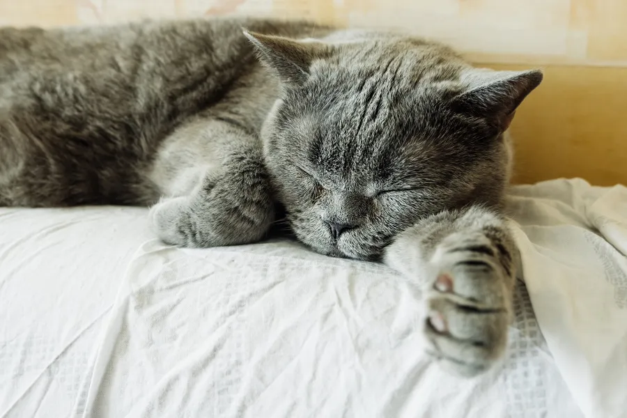 cat sleeps on the bed