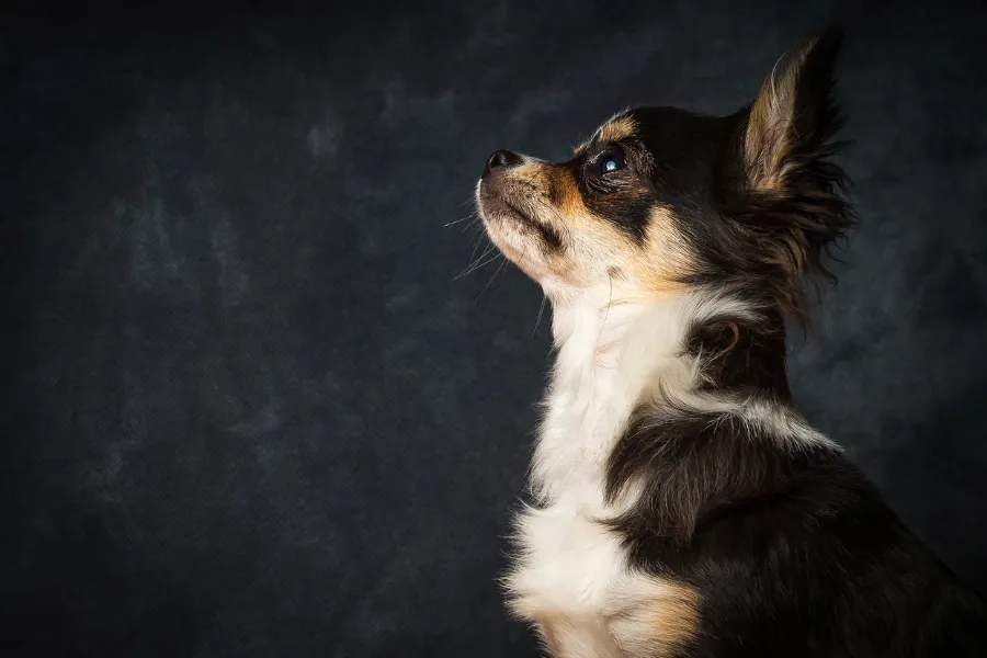 chihuahuas have short or long hair